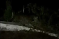 Macan Tutul Berkeliaran...