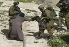 Anjing Militer Israel...