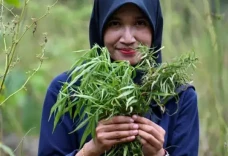 Bercocok Tanam yang...