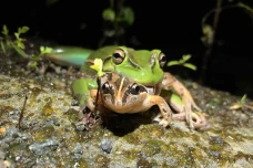 Sadis Ternyata Katak...