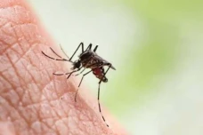 Apa Itu Virus Oropouche?...