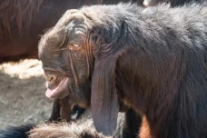 Mengenal Kambing Damaskus,...