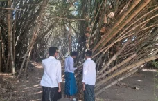 Kisah Bambu Cinta di...