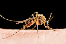 Mengenal West Nile,...