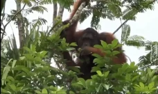 KPC Jaga Keberlanjutan...