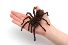 Laba-Laba Terbesar di...