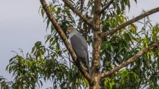 Burung Pemangsa Langka...