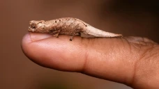 Imut Banget! Spesies...