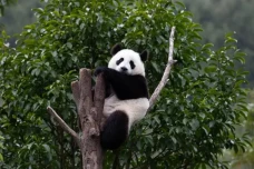 Ternyata Panda Pernah...