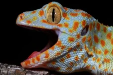 Canggih, Tokek Gecko...