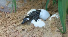 Harga Telur Buaya di...