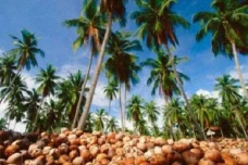 Olahan Minyak Kelapa...