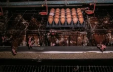 Sinergia Animal: 50...