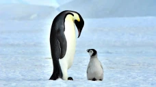 Terungkap! Penguin Kaisar...