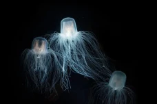 Turritopsis dohrnii:...