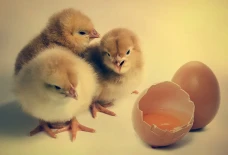 Telur atau Ayam Dahulu...