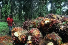 Ombudsman RI : Tumpang...