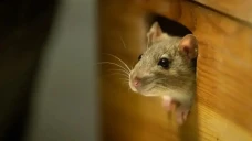 Ilmuwan Ciptakan Tikus...