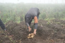 Dukung Swasembada Pangan,...