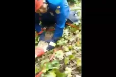 Buaya Sepanjang 2 Meter...