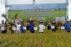 Panen Perdana di Cepu,...