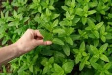 5 Daun yang Paling Cepat...