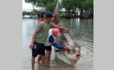 Majene Gempar! Ikan...