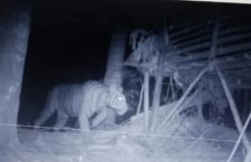 Teror Harimau Sumatera...