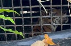 Harimau Sumatera Masuk...