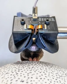 Headset VR untuk Tikus...