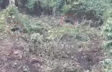 Heboh! Sepasang Beruang...