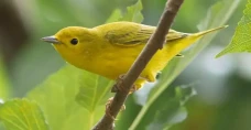 Ribuan Burung Superlangka...
