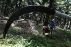 Perluasan Kebun Sawit...