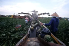 Impor Bibit dan Benih...