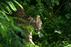 3 Perbedaan Harimau...
