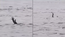 Viral Buaya Pura-pura...