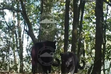 Penampakan 2 Macan Tutul...