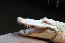Mengapa Ada Buaya Albino?...