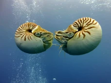 Penemuan Langka: Nautilus...