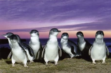 Penguin Kawin Cerai...