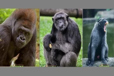 Mengenal 3 Gorila Ragunan...
