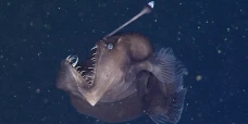Ikan Setan Muncul di...