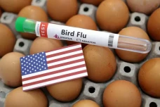 Flu Burung Merebak di...