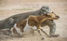 2 Komodo Terpanjang...