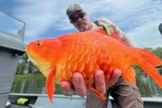 Ikan Mas Berubah Ukuran...