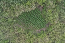 Heboh Ladang Ganja di...