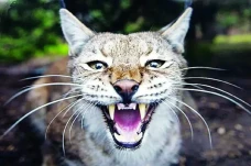 Kucing Caracal Serang...