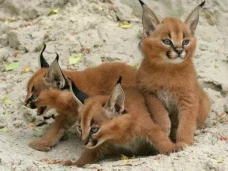 9 Fakta Kucing Caracal...