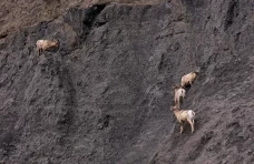Kambing Misterius Ini...