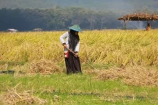 Melegakan! Petani Nikmati...